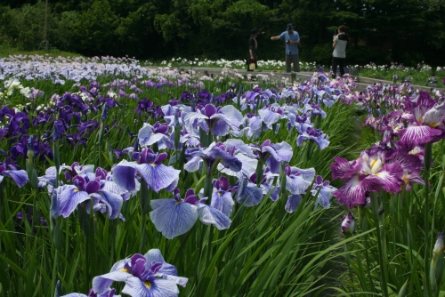 สวนโคอิซูมิกาตะ / ซุยชิเนน (สวนญี่ปุ่น)