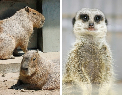 สวนสัตว์ Akita Omoriyama ～ Akigin Omorin no Mori ～