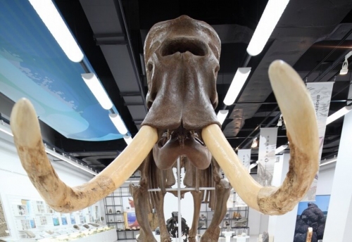 พิพิธภัณฑ์ประจำจังหวัดอะกิตะ