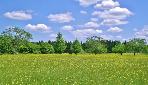 โรงเรียนคอนแวนต์คาทอลิก Seitai Hoshikai