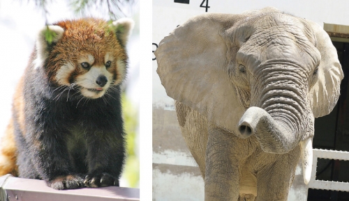 สวนสัตว์ Akita Omoriyama ～ Akigin Omorin no Mori ～