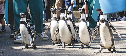 สวนสัตว์ Akita Omoriyama ～ Akigin Omorin no Mori ～